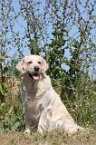 GOLDEN RETRIEVER 259